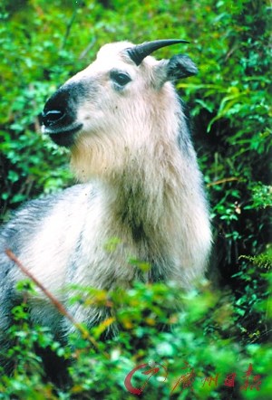 ��������Ť�����쳣���������ѩ�ֺ�����Ⱥ����