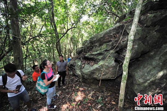 专家:海南兴隆热带雨林“3亿年前木化石”系误解