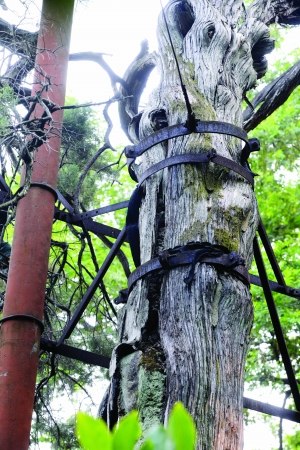 ǧ�������ɽ���һ����Ƥ֧��:��Ϊ�������ֲ��ͼ��