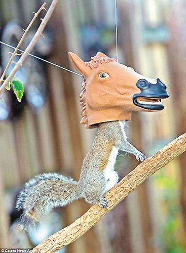 ����Ӱʦ������������ͷ������գ�ͼ��