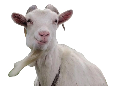 中国羊年令老外抓狂 不知羊年是山羊还是绵羊