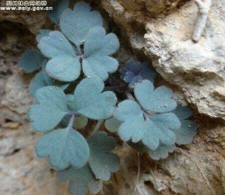 彭州发现近百株距瓣尾囊草 被称"植物大熊猫"