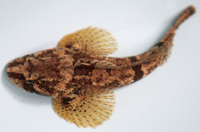 江南第一名鱼的回归路