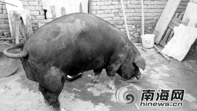 ���ϴ�������������������ע�����ش�800�ͼ��