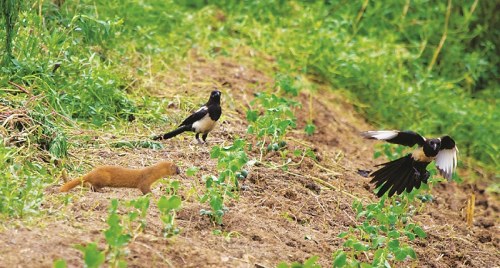 �人�������������10�����������Ϊ���ͼ��