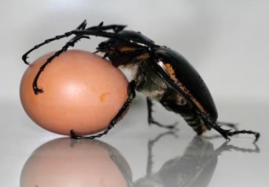 �Ĵ��ɶ��֡����ͳ��۽���ӡ���ͷ����Ѽ����ͼ��