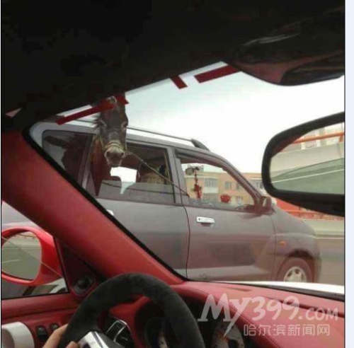 “淡定驴”坐轿车赶集照片走红网友:上车分几步?