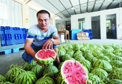 验瓜师:每天鉴别上万只瓜手指一“弹”就知好坏(图)