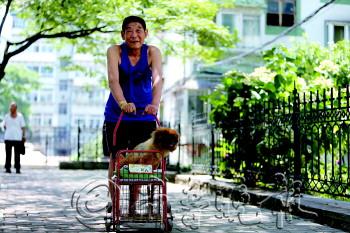 74岁老人对残疾爱犬不离不弃为其准备专用车(图)