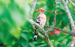 ���ںû�������������ʤ��ͼ��