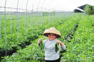 ���������ϲ˲�����10��ֳ�������5��֣�ͼ��