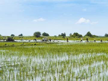 �Ĵ�Ԯ��ũҵר��Ϊ�ڸɴ��ȥʲô��