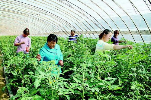 �������ط�չ���򾭼ý�����߲˲�ҵʾ��԰��