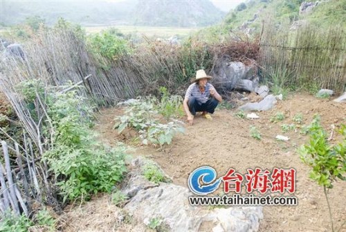 ��ũ���ԼҲ˵��ڳ�1��С͵���ؽ����ӣ�ͼ��