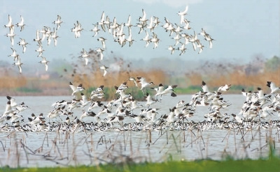 10��ֻ����ִ���϶���ͥ��ʪ��Խ��