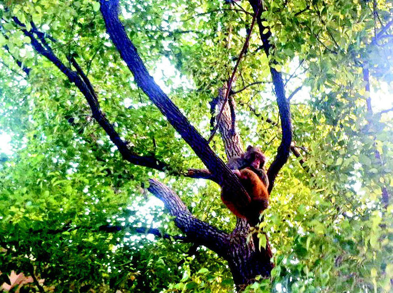 放生野猴6年吃成“胖猴王”偷吃香客进贡水果(图)