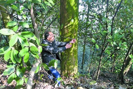 �������ʥ��ɽ����Ұ���춹ɼΪһ����Σ����ֲ��