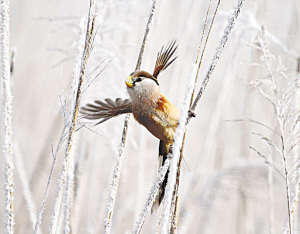 ־Ը�߶�����Сʱʪ������ڡż����������è����ͼ��