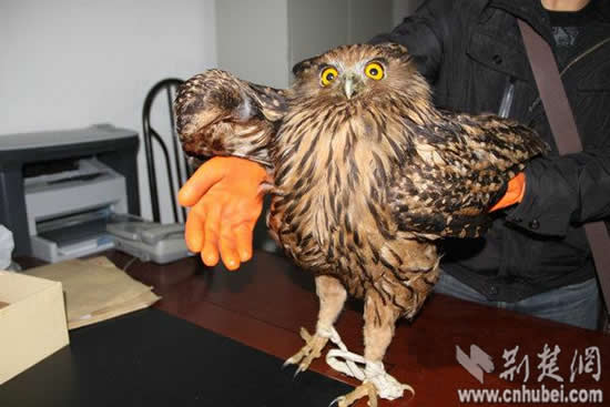 世界上最大的猫头鹰现身神农架体长约70厘米(图)