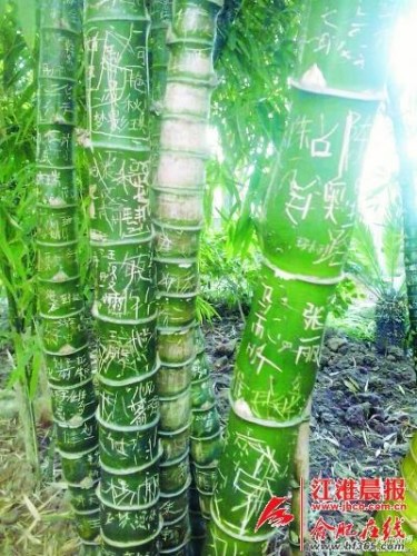 安徽阜阳生态园植物因乱刻乱画受伤严重