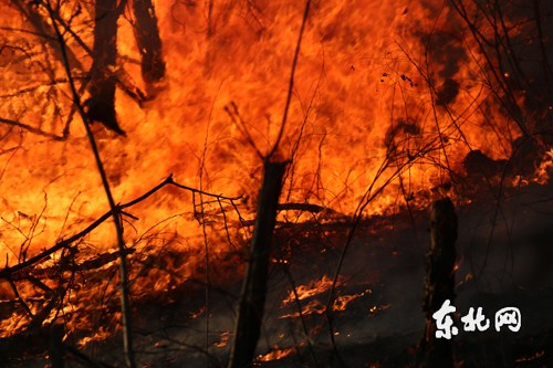 黑龙江东宁县森林火灾扑灭 1000余人留守清理现场