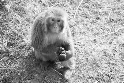 ɽ��һĸ��ʹʧ���ӱ��ɿ�ʬ��һ�ܲ�����ͼ��