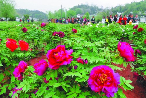 ͭ����ɽĵ��������ѡ���й�������԰����ͼ��