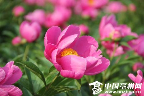 四月芳菲尽亳州芍花始盛开(图)
