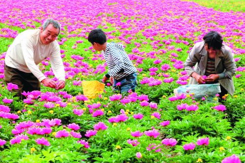 �������ݣ��ֻ�ʢ��ҩũЦ��ͼ��