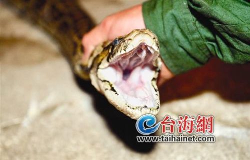 男子徒手制服一条长3米重五六十斤大蟒蛇(图)