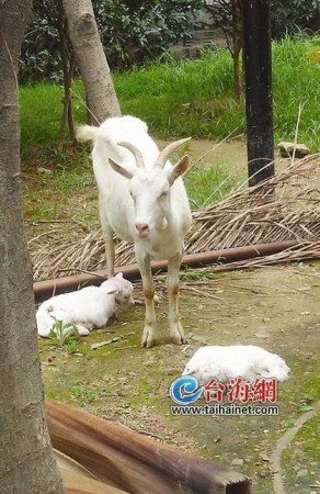 母羊摔落山坡产下小羊同伴在山上呼唤2小时(图)