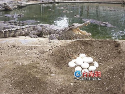 ���ſ������㵰ÿ��30Ԫ�൱��5�Ｆ����Ǯ