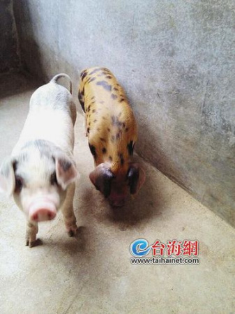 ��ĸ������һֻ�������������ƼӺ�ɫ�ߵ㣨ͼ��