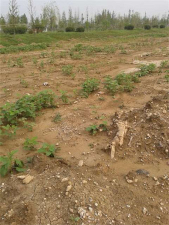 �����������·�ֻƶ��ơ���ʵ�������Ҫ�󡱣�ͼ��