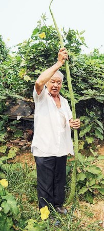 山东一退休老职工种出1.9米“超长丝瓜”(图)