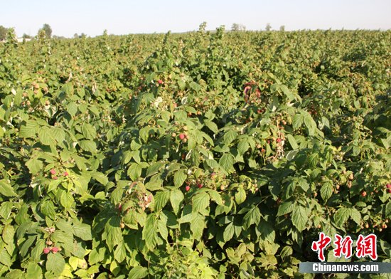 “辽宁行”记者探访阜新新农业:树莓变“摇钱树”