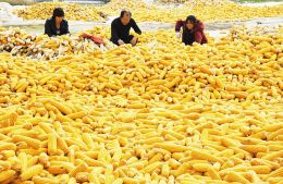 山西省3900万亩秋粮丰收在望(图)