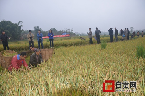 四川荣县再生稻最高亩产345.7公斤创全省纪录(图)