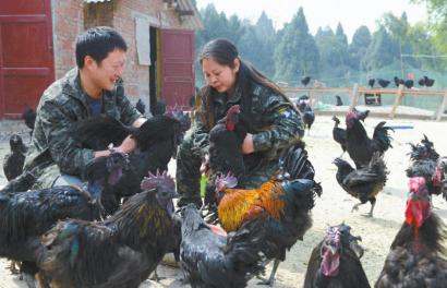 һֻ����500Ԫ�ϳ�һ������ӥ��һ��׬50��ͼ��