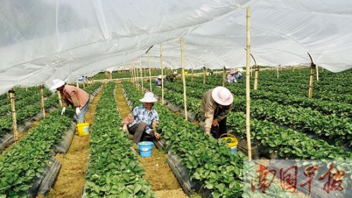 �����۲죺���ڳԲ�ݮ����������ɱ��