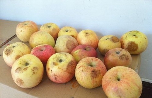 �����ؽ�կѧ��Ӫ��������ƻ���ٷ�չ��ȫ���Ų�