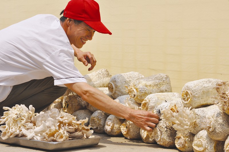 武汉一高校建中央厨房种蘑菇供给全校师生(图)-全校师生,标准化,豆制