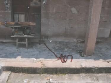 两名孩童被奶奶“捆绑教育”致死警方立案(图)