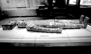 �������ƽ�������ƭ���ʹ�ר�ҵȸ���������24��