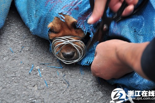 盗狗贼铁丝套狗脖钢 警方管"狗事"受网友热捧