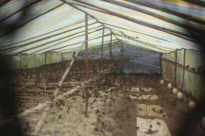 6个封闭的塑料大棚,分别"关押"了4000至6000只野鸟,包括西雀,斑鸠