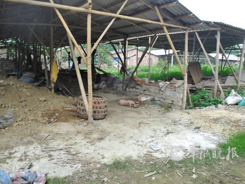 ��ɽ�Ƿ����������Ҹ�ȼ������10Ԫһֻ���㳦