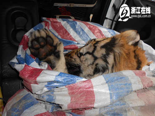 温州闹市区越野车里发现老虎尸体疑似东北虎(图)