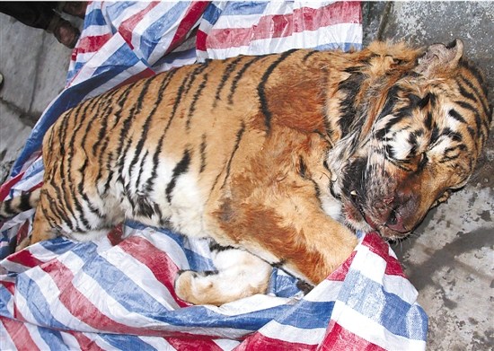 温州发现老虎尸体续:一嫌犯被控制 曾是厨师