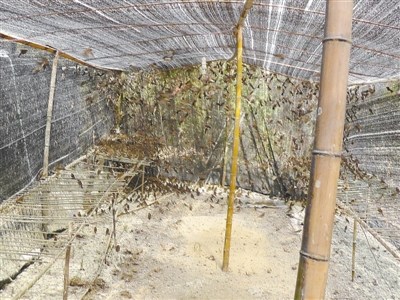 警方破获特大非法狩猎案两万候鸟遭疯狂猎捕